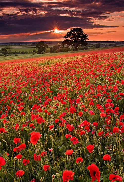 Remembrance Day, November 11, Veterans Day