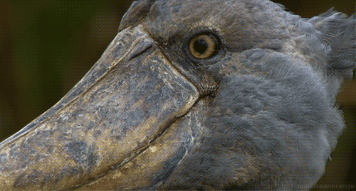 shoebill