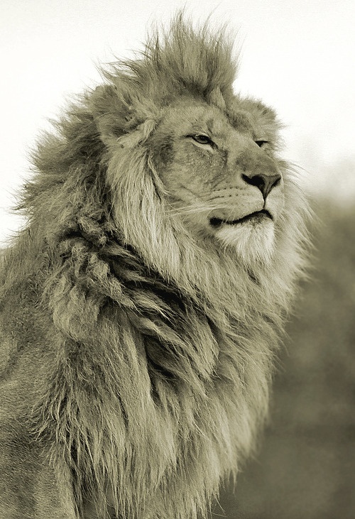 lion