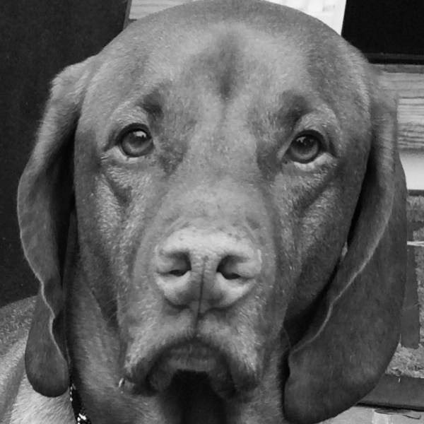 zeke-vizsla-cute-dog