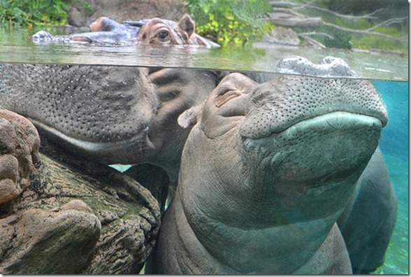 hippo under water