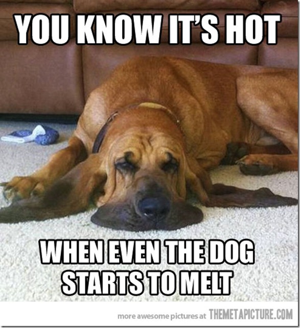 dog melting