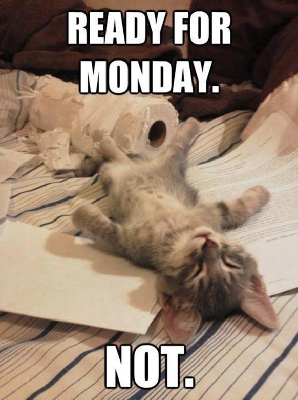 Ready For Monday - Funny - Cat - Humor
