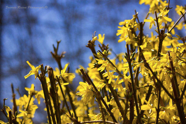 flower, bloom, photography,yellow