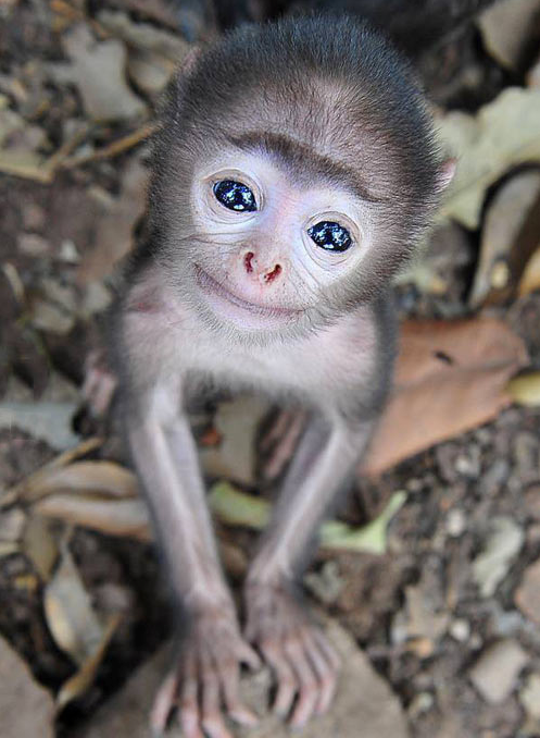 monkey, baby, animals,cute