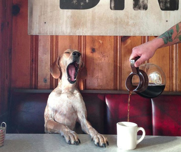 dog-yawning-funny