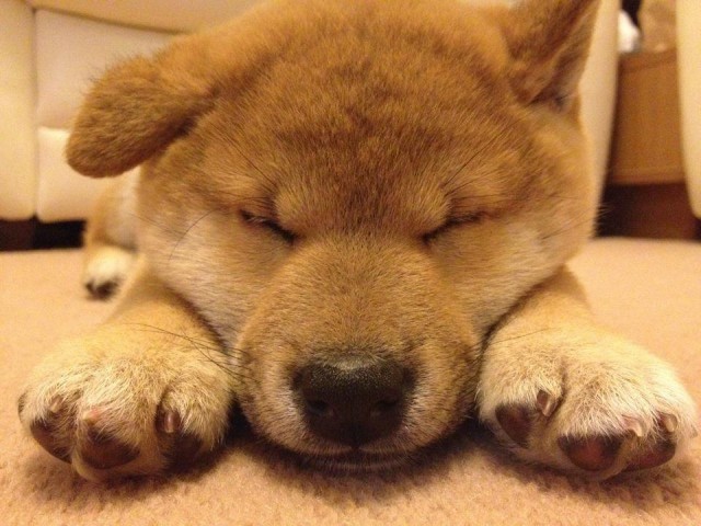 cute,photography, close-up. dog, sleepy