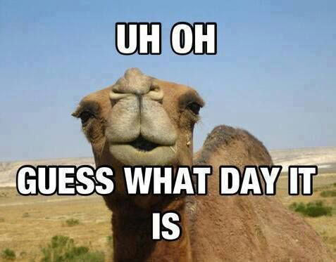 funny-camel-day-question