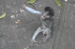 funny-monkey-hug