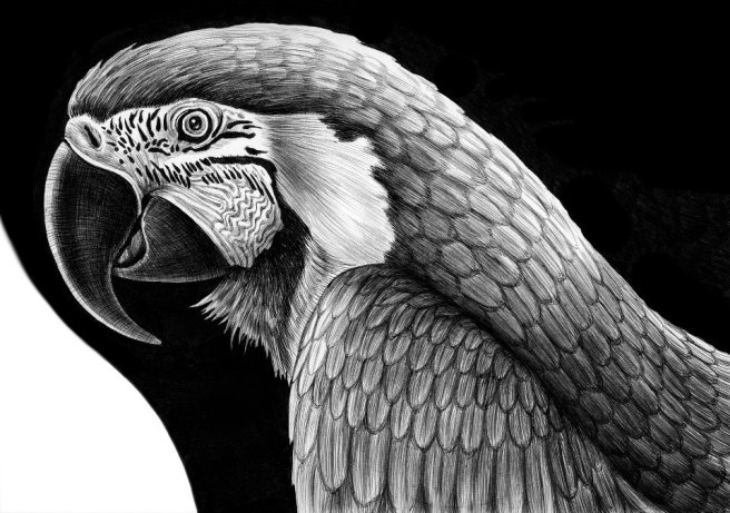 parrot-Tim-Jeffs-art