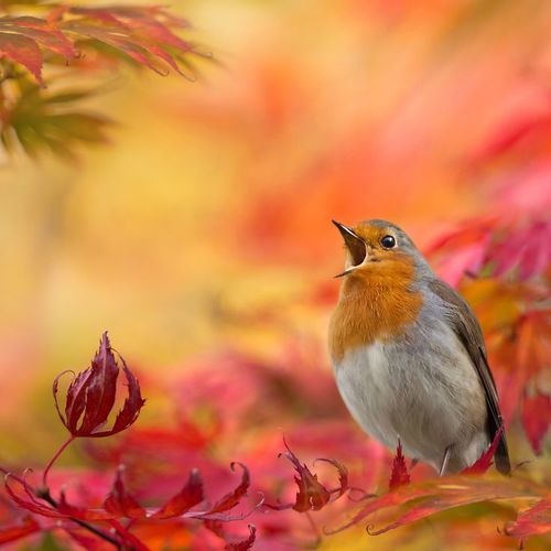 bird-autumn-leaves-sing