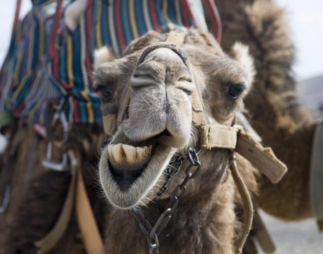 hump day, camel,funny, caleb,geico