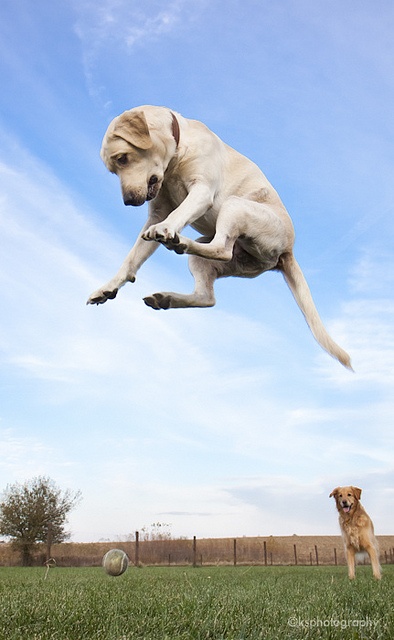 Dog-ball-funny-jump