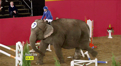 funny-gif-elephant-breaking-race