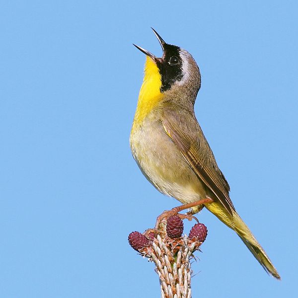 yellow throat,bird,