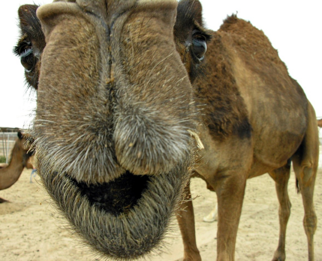 camel-close up-wednesday-hump-day-funny