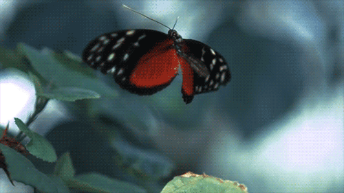 butterfly-gif