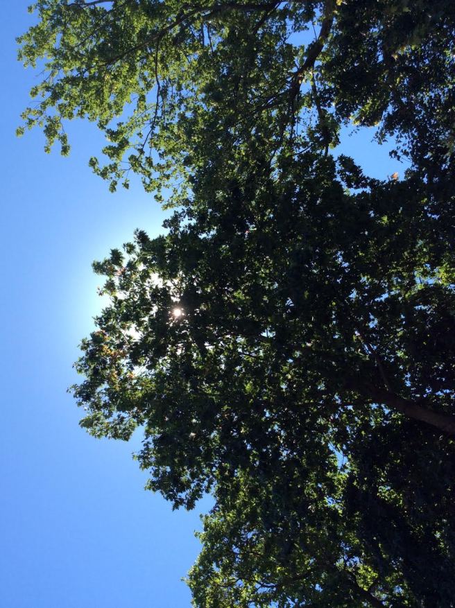 trees-sky-sun-light