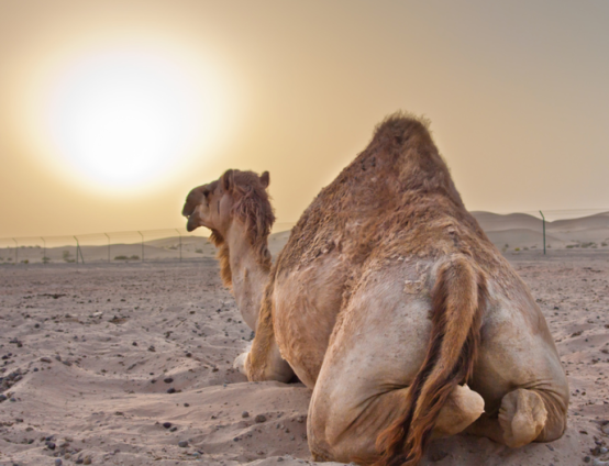 camel-geico-caleb-hump-day