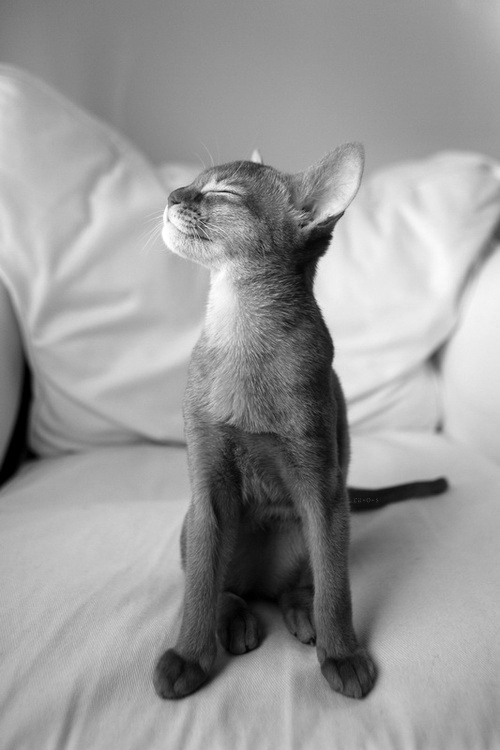 cat-kitten-bliss-black and white