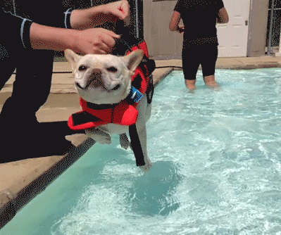 funny-gif-dog-swimming-above-water