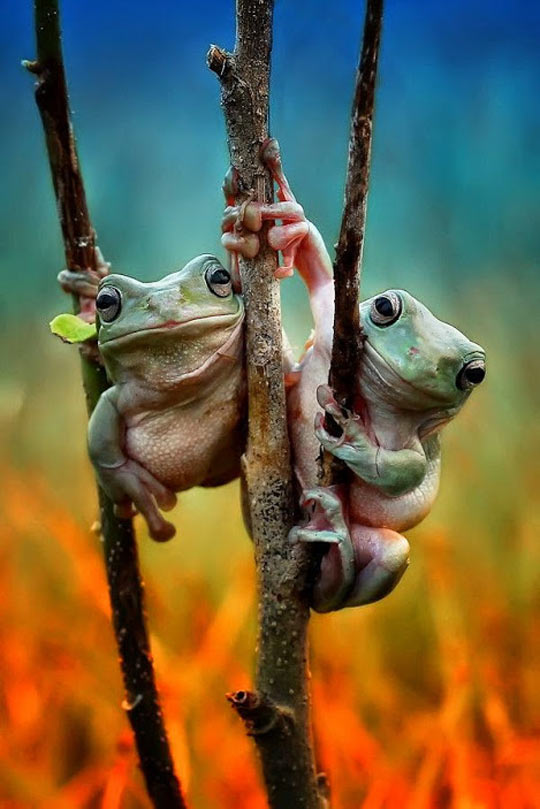 funny-tree-frogs-hanging-branch