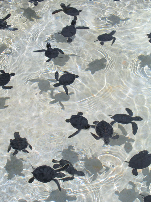 turtle-swim-cute-adorable