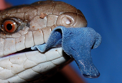 australian-lizard-blue-tongue