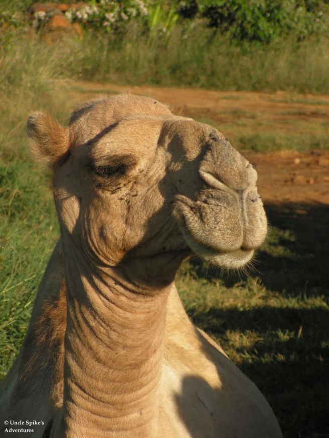 camel-hump-day-wednesday