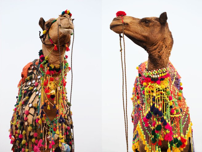 camel-caleb-hump-day-funny