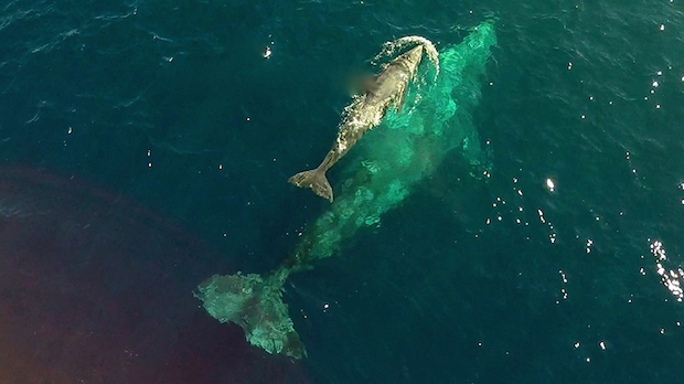 Newborn-Gray-Whale-From-Drone-2_Copyright-Dolphin-Safari