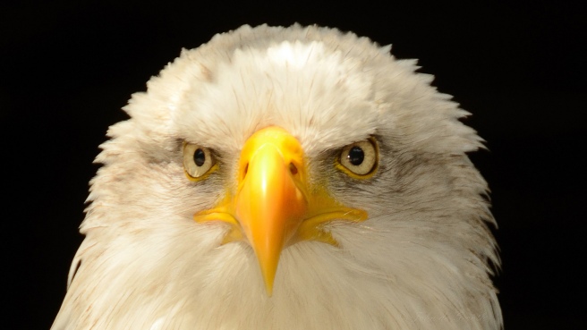 eagle-close-up-eyes-beak