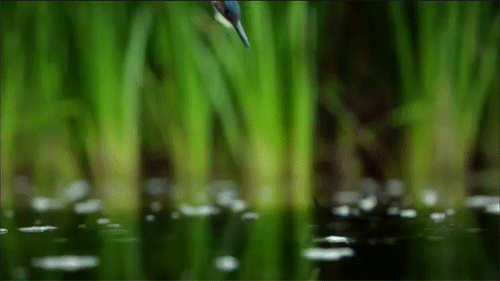 dive-1-kingfisher-bird-fishing-gif