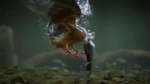dive-3-kingfisher-dive-diving-fishing-fish-bird