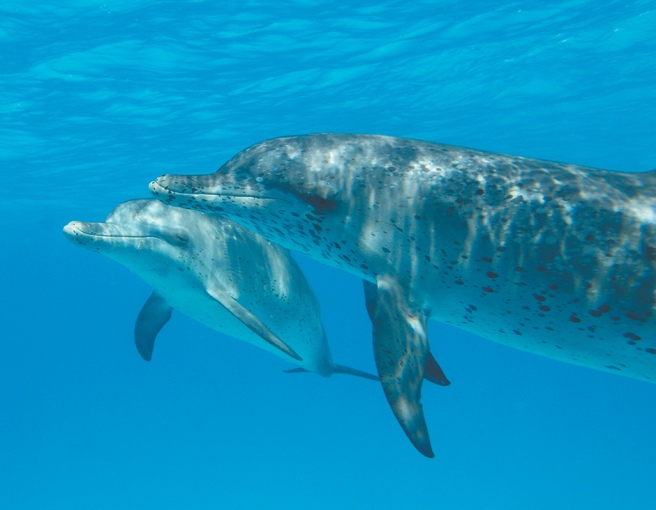 An Atlantic spotted dolphin, An Atlantic spotted dolphin mother and calf, Bimini, Bahamas, 2007