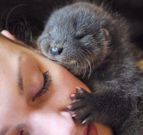 otter-cute-adorable-sleep