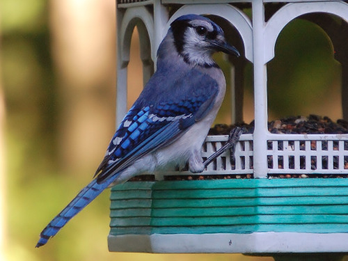 blue-jay-bird-feeder