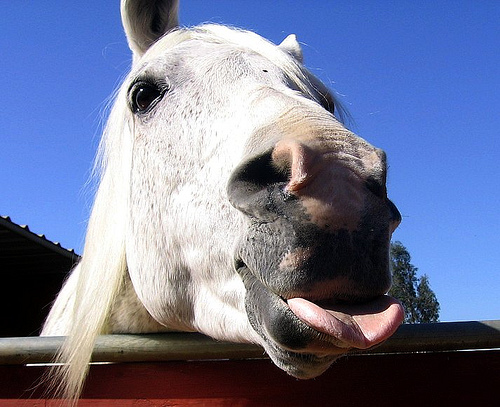 horse-mouth-funny