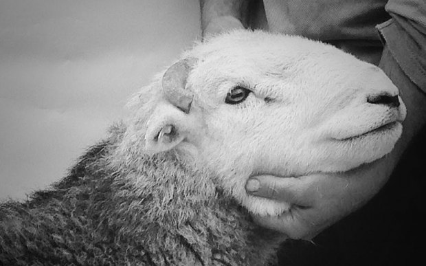 lamb-james-rebanks-cute