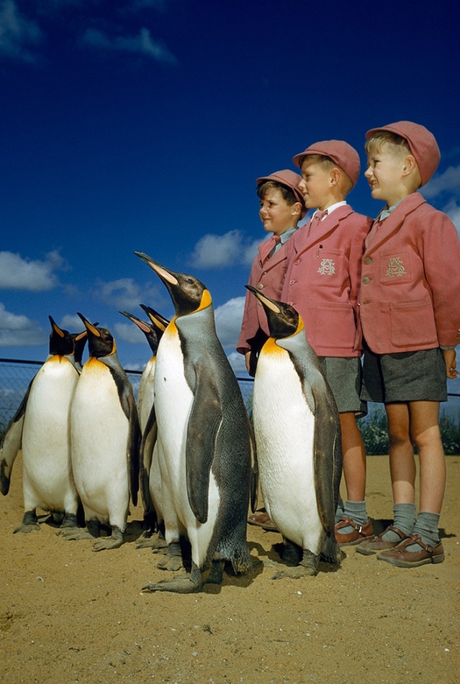natgeo-penguins-school-boys-attention