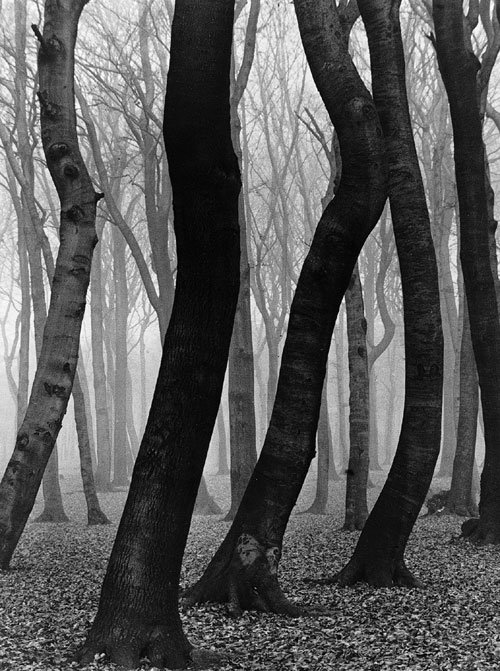 trees-black-and-white-woods