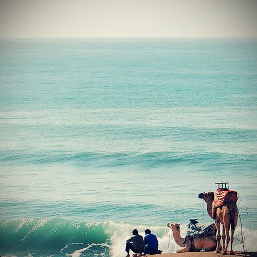 camel-wednesday-hump-day-ocean