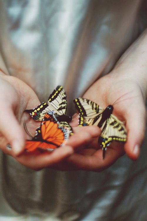 photograph-butterfly-butterflies-hand,