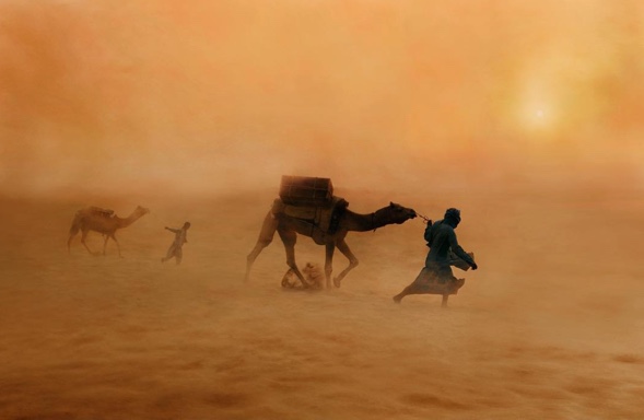 camel-dust-storm-hump-day-wednesday