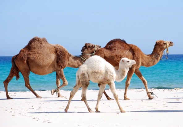 camel-hump-day-wednesday-caleb