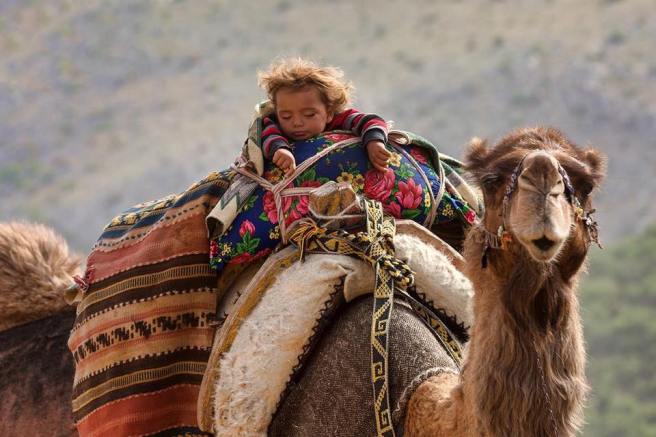 wednesday-camel-hump-day-cute-sleepy