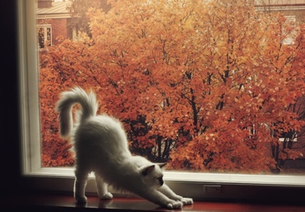 cat-stretch-fall-autumn
