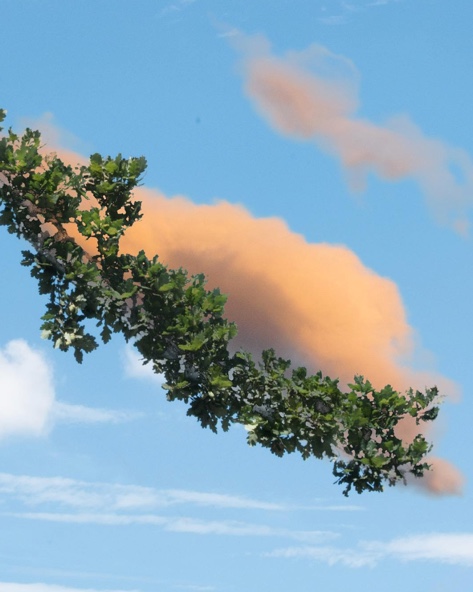 cloud-float-tree-branch