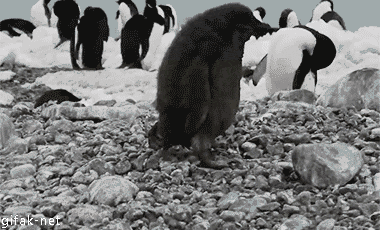 penguin-gif-funny-jpg