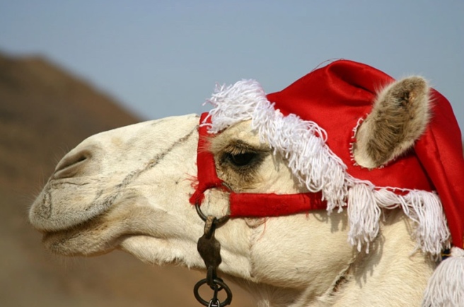 camel-hump-day-christmas-wednesday